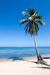 palm tree on a Caribbean island beach