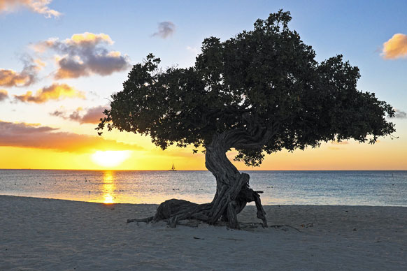 divi divi tree on a Netherlands Antilles shore