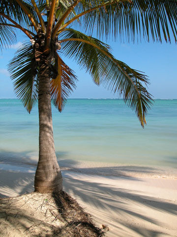 Palm Tree - Punta Cana, Dominican Republic