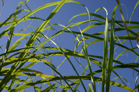 Jamaica Sugarcane Plantation